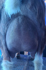 Judy 2F udder1.jpg