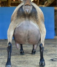 OLD MOUNTAIN FARM SMART ALEC SIRE DAM SGSIRE SGDAM DGSIRE DGSDAM_edited.jpg