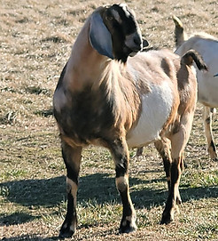 Prairie Nights Imagine This.jpg