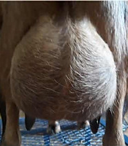 Lost Valley Rachels Well Udder.jpg