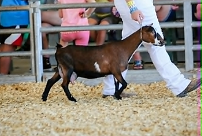 Celtic Pride ShowMi_edited.png