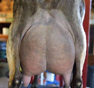 Old Mountain Farm French Toast udder.jpg