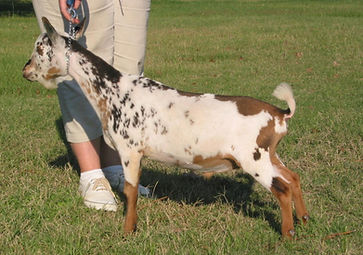 Pecan Hollow Willy's Dance Fever.jpg