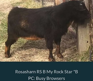 ROSASHARN RS B MY ROCK STAR_edited.jpg