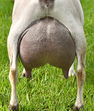 Old Mountain Farm Swift Impala udder 2.jpg