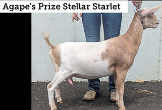 Agape's Prize Stellar Starlet FF_edited.jpg