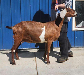 WINGWOOD FARM MOJO AUVERNAY.jpg