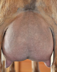 OLD MOUNTAIN FARM PERIS 4th udder_edited.jpg