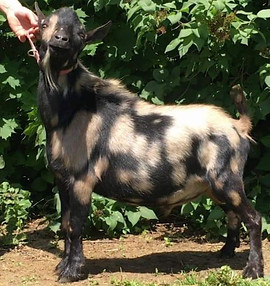 VALLEY'S-EDGE M BALOO.jpg