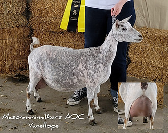 MASONMINIMILKERS AOC VANELLOPE.jpg