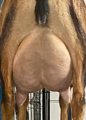 Everland Ella Quinn FF udder.png