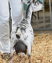 ROAMN RANCH ND CINDY-LOU WHO udder sept.jpg