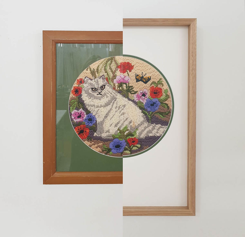 cat.jpg