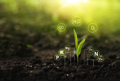 Plant Nutrients 3 - AdobeStock_422861847.jpeg
