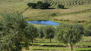Safra gaúcha de azeites de oliva bate recorde e registra mais de 580 mil litros em 2022/2023