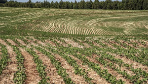 Financiamentos do Plano ABC+ atingem R$ 831 milhões na safra 2022/2023
