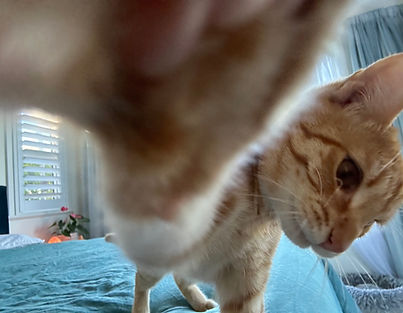 IMG_3706.JPEG
