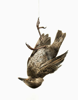 Birds & Bananas Series (3)