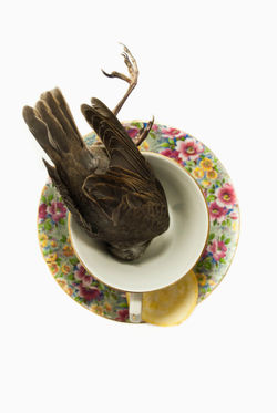 Birds & Bananas Series (6)