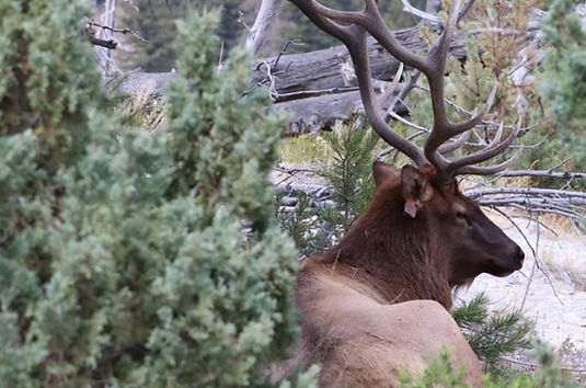 Elk in Yellowstone Loop