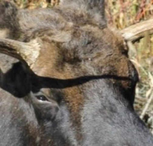 Eye to eye with Moose in the Grand Teton Park. By our guide.