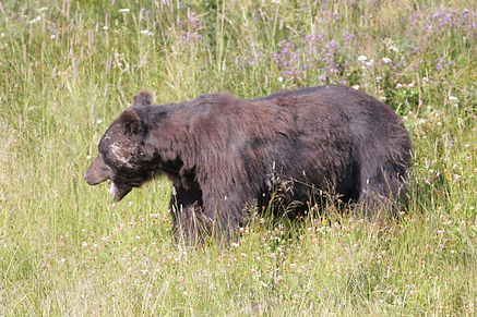 A Thirty going towards the Yellowstone River