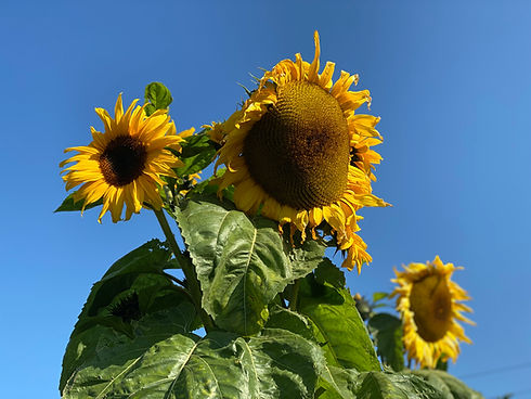 sunflowers.jpg