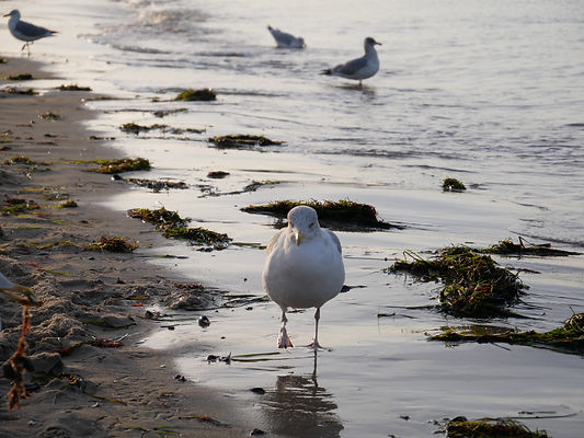 Möwe.jpeg