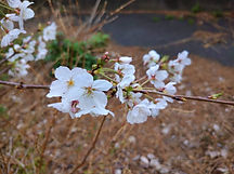 お花見③.JPG