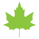 maple23.png