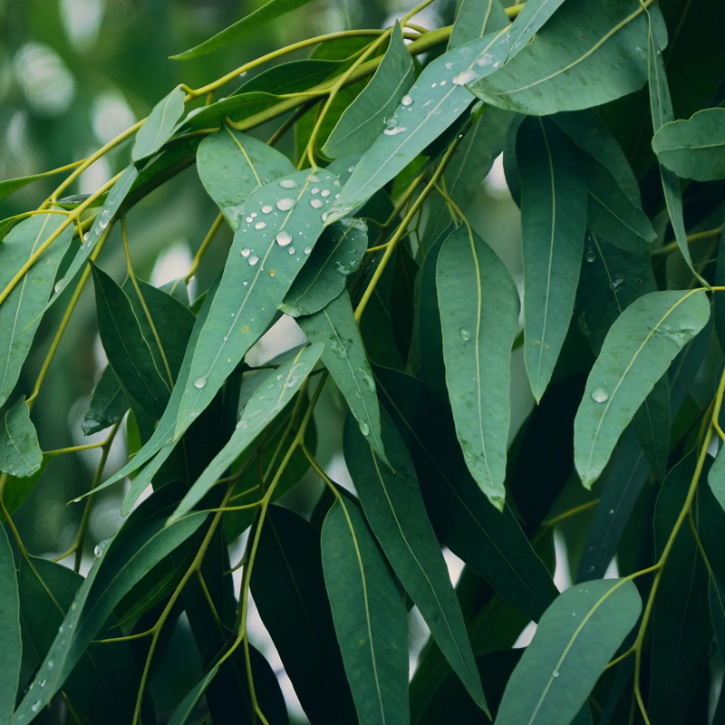 サムネイル： Khirivana - Clean air 100% Pure Essential Oil