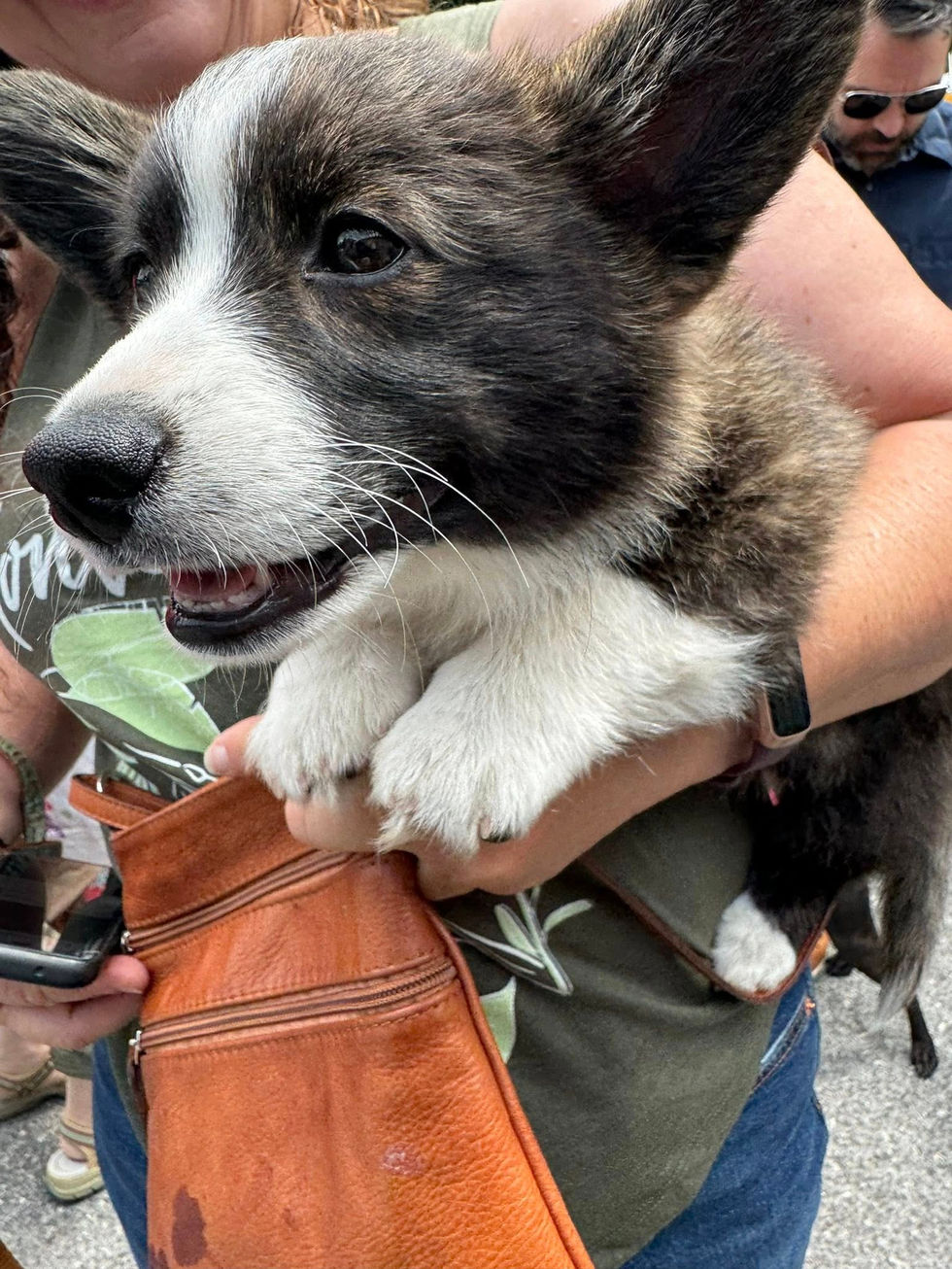 Mayfest @ Walkway Over the Hudson