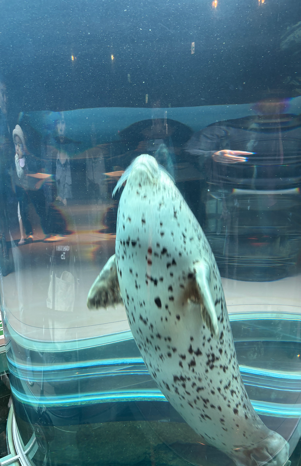 行動展示のアザラシ