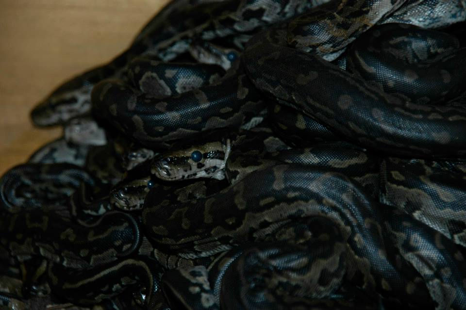 A cluster of newly hatched African Rock Pythons waiting to be measured and catalogued