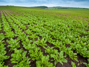 4 Desafios Futuros para a Cadeia de Agroquímicos
