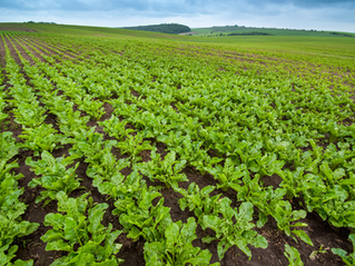 4 Desafios Futuros para a Cadeia de Agroquímicos