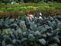 Scooby kale copy.JPG