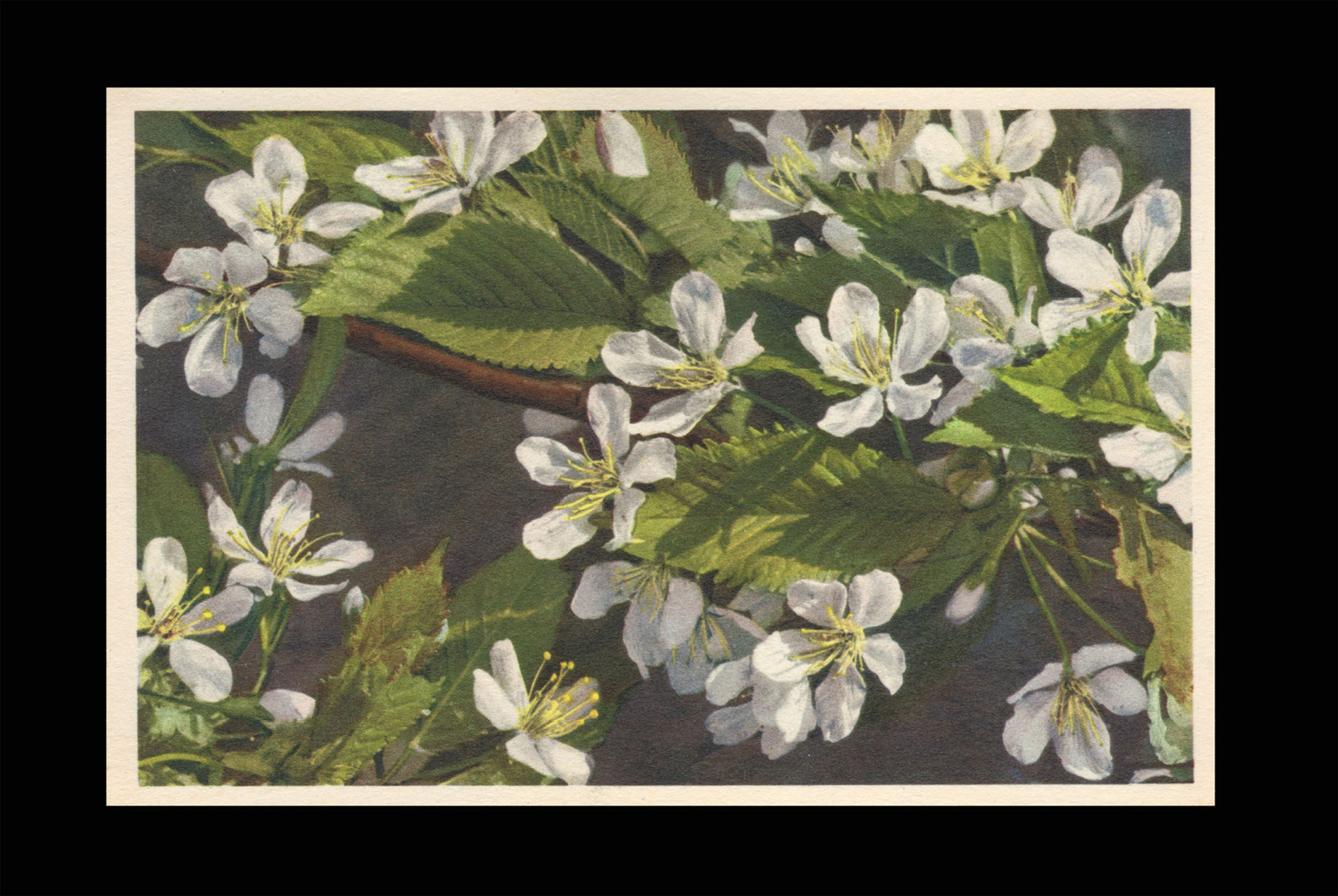 Karte 1083 Süsskirschen