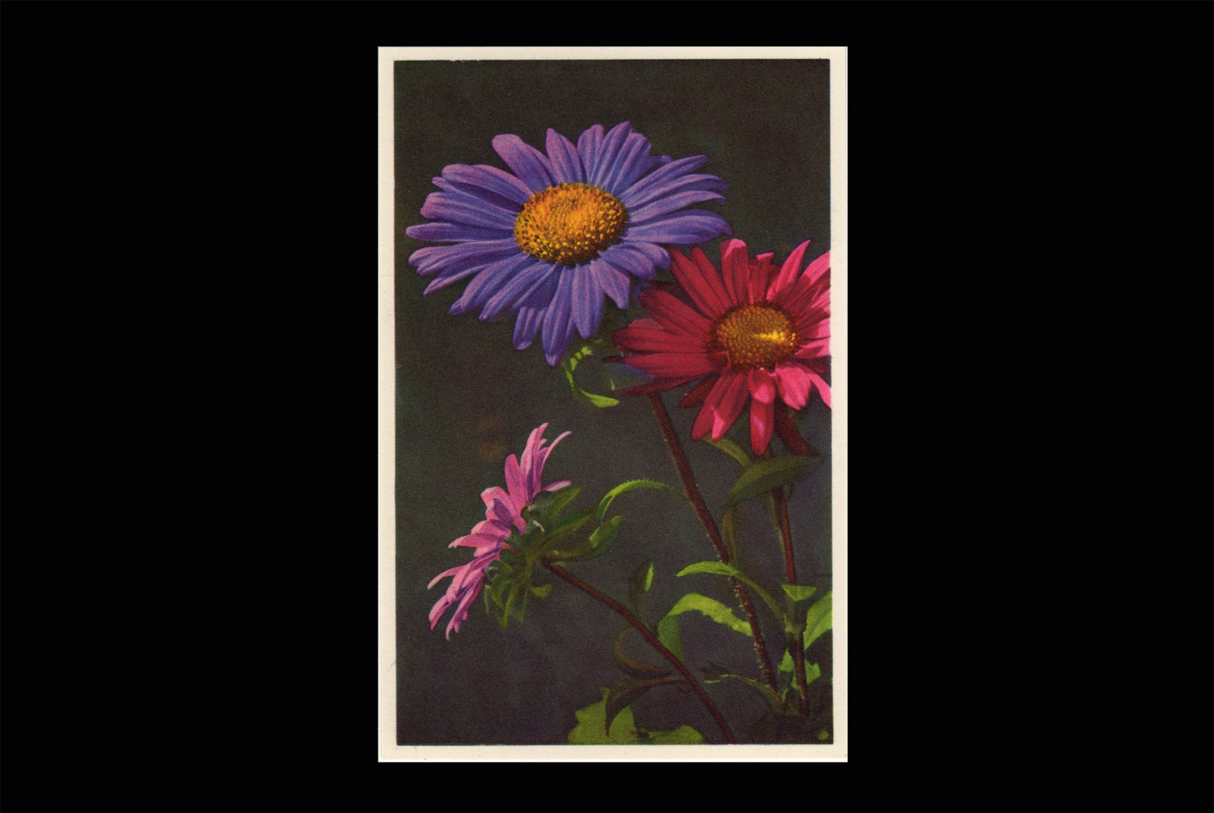 Karte 185 Sommeraster