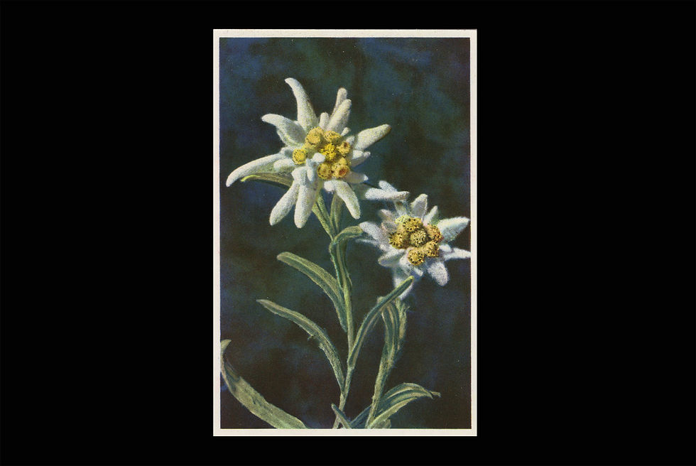 Karte 2655 Edelweiss