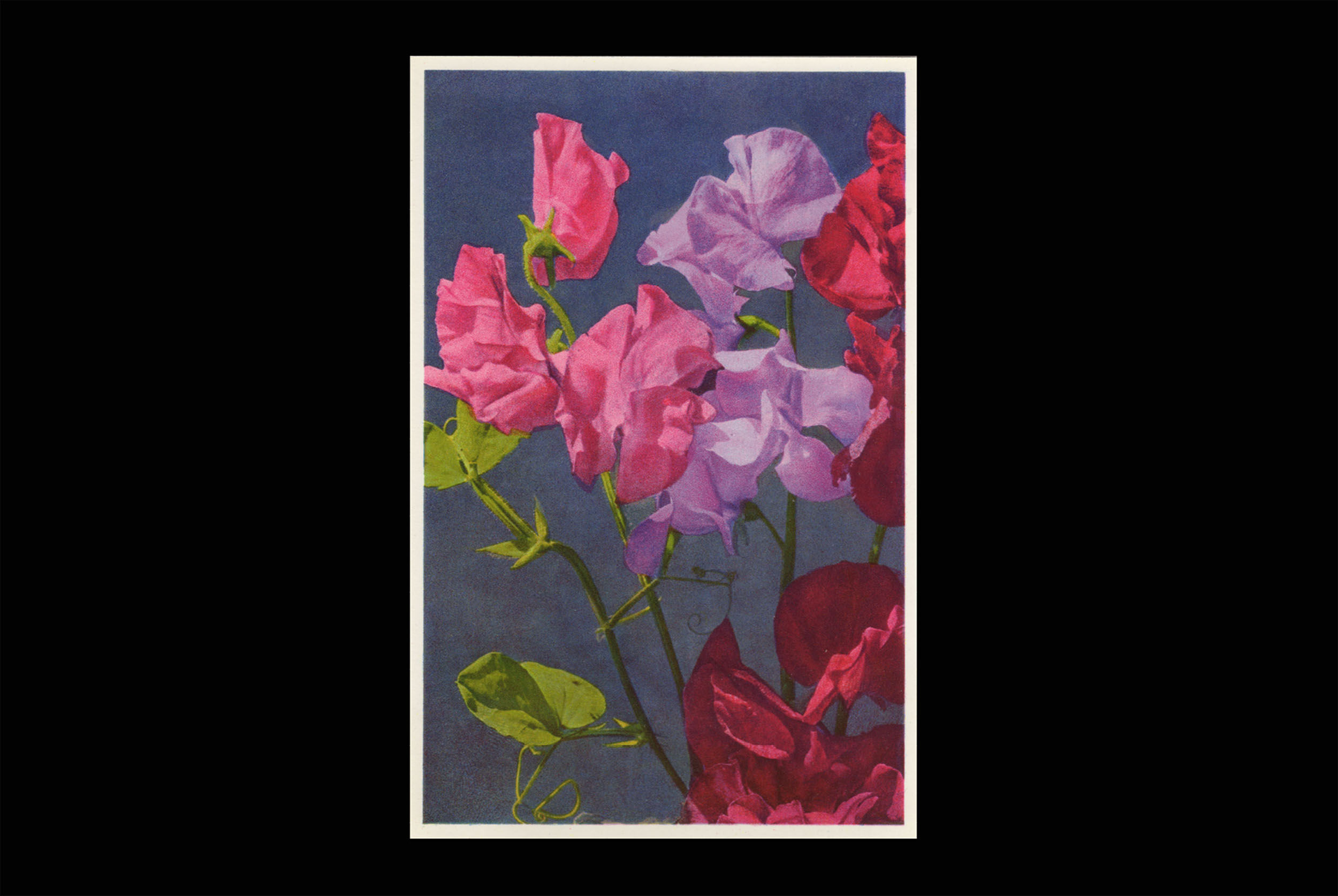 Karte 780 Wohlriechende Wicke