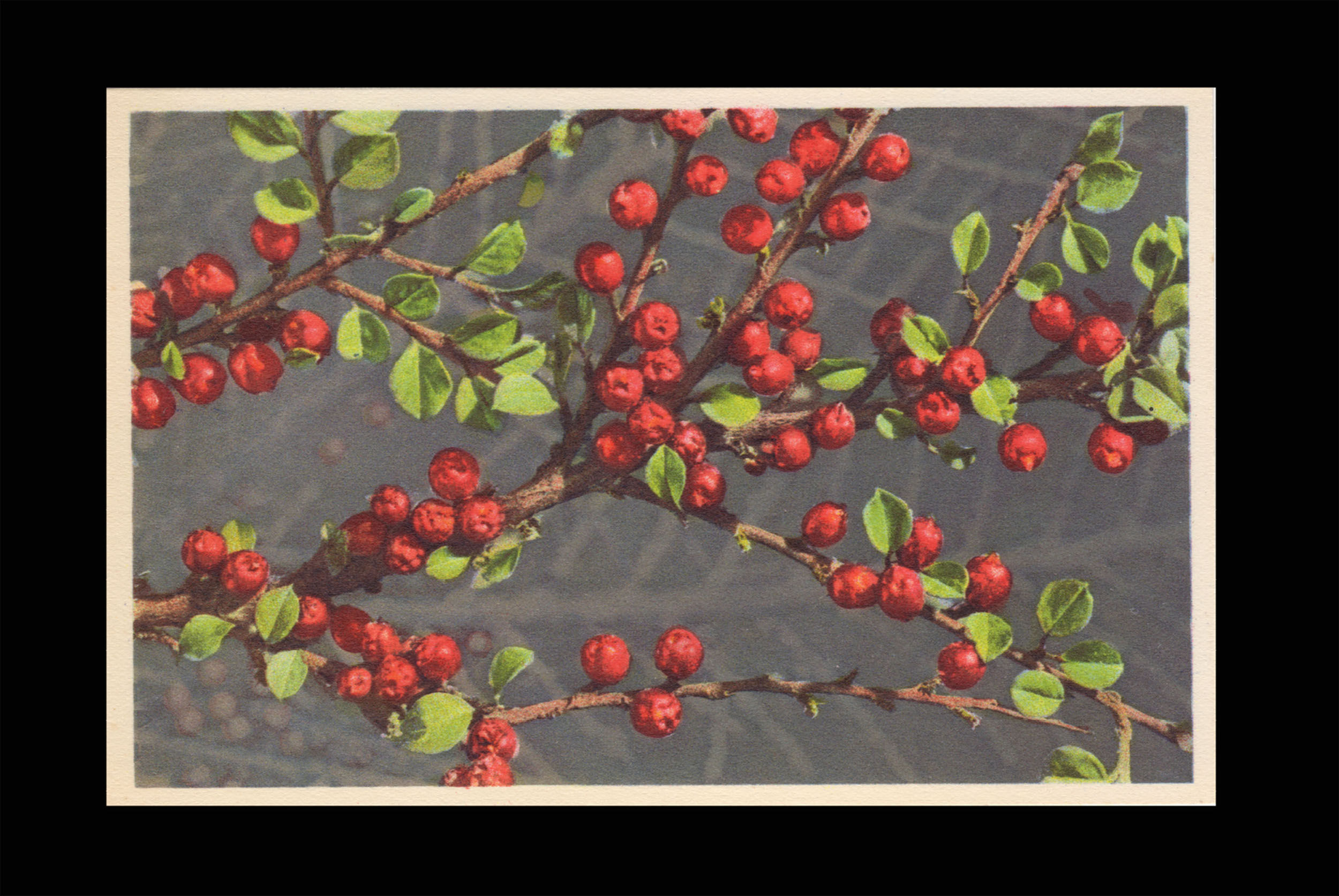 Karte 703 Waagrechtwachsende Zwergmistel