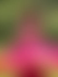 Joyful Indian girl in a vibrant pink and orange twirl dress spinning outdoors.