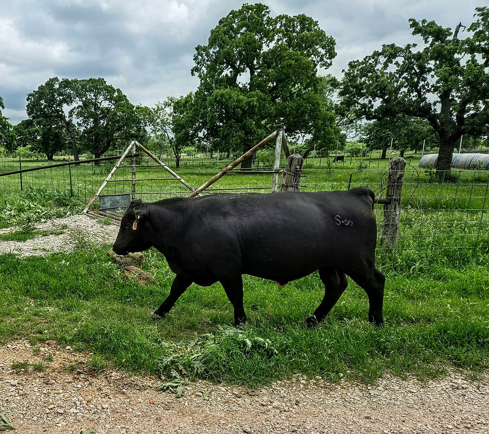 Steele Ranch Virgin Bull 457.jpg