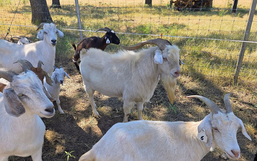 Steele Ranch's BUK CRIK Gandolf R007