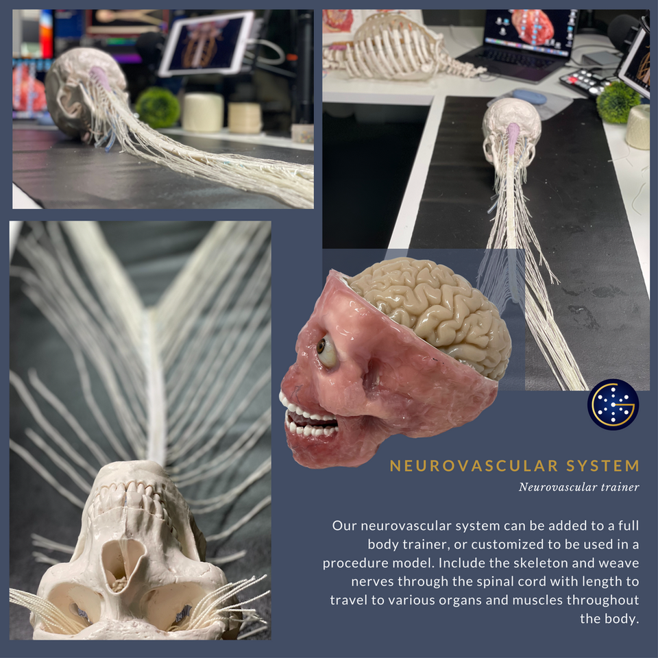 Nervous System.png