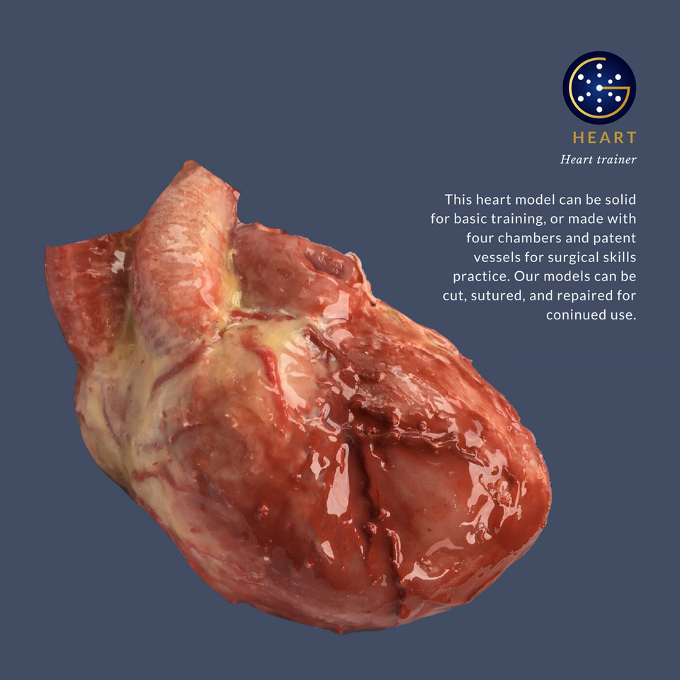 Heart trainer, heart medical training model 