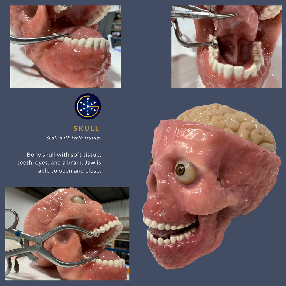 Skull and tooth trainer