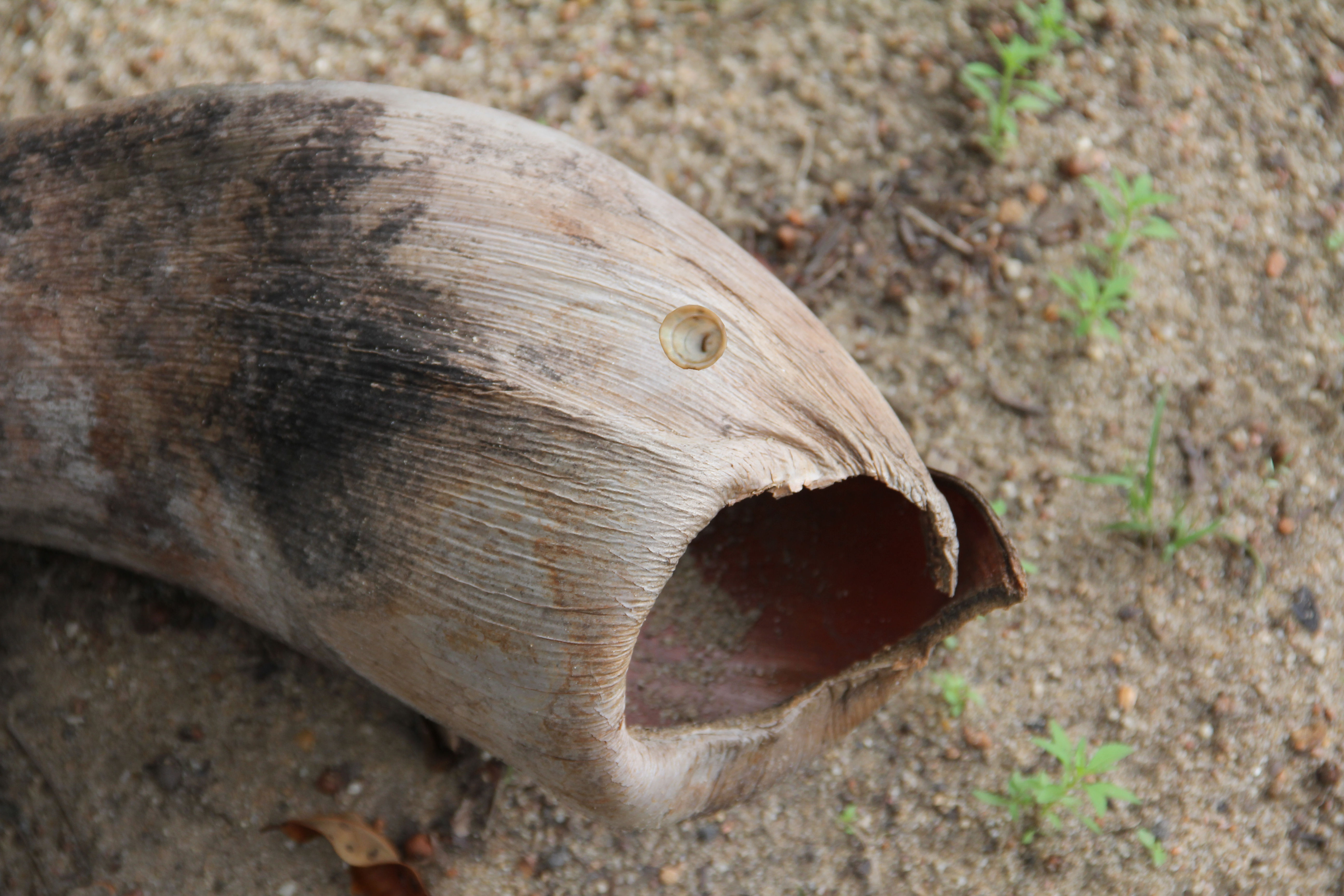 Peixes-012