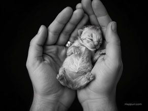 The Truth Behind Home Catteries: The Untold Stories